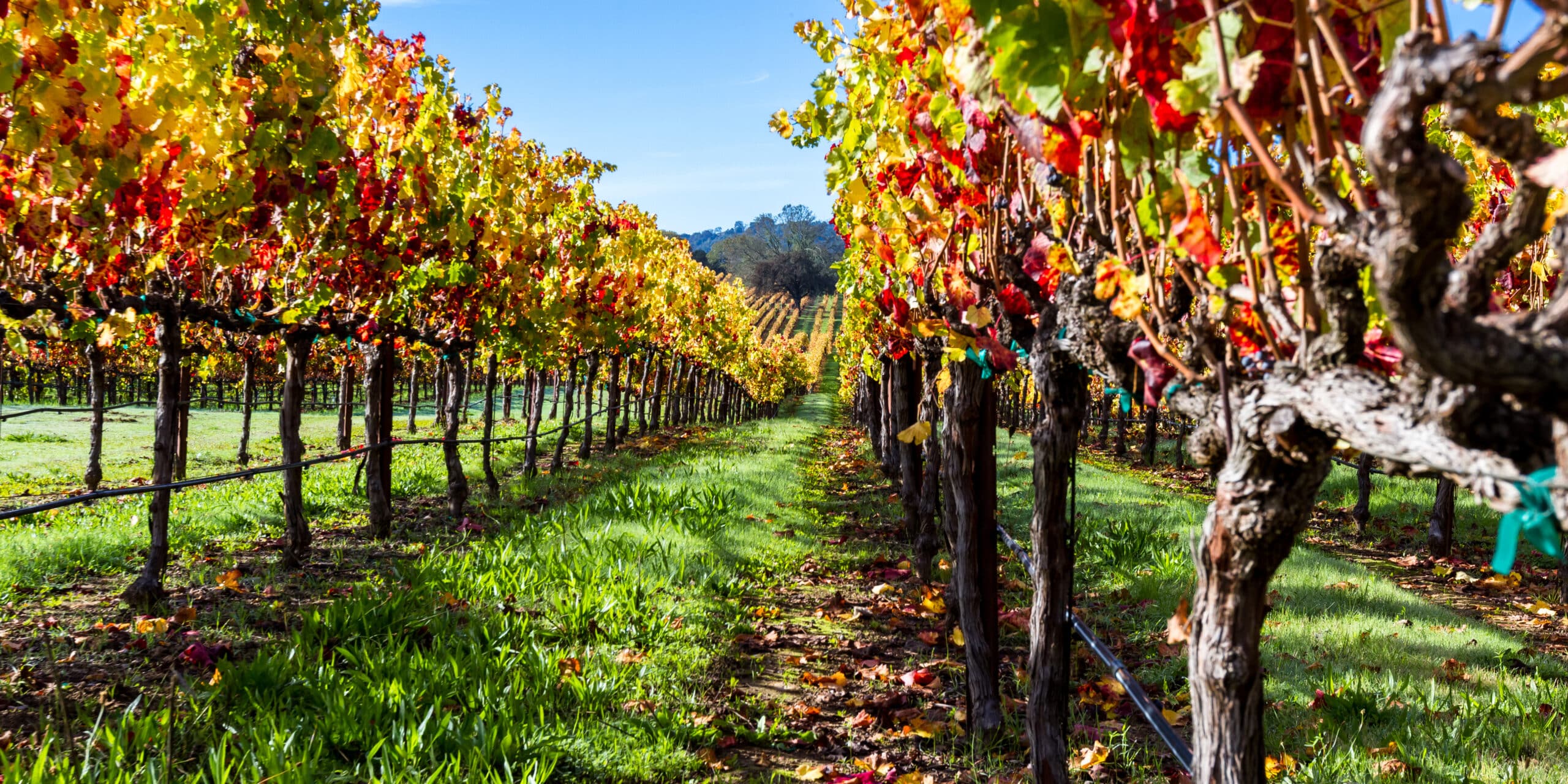 Exploring Napa Valley in November: Quiet Vineyards and Cozy Tastings