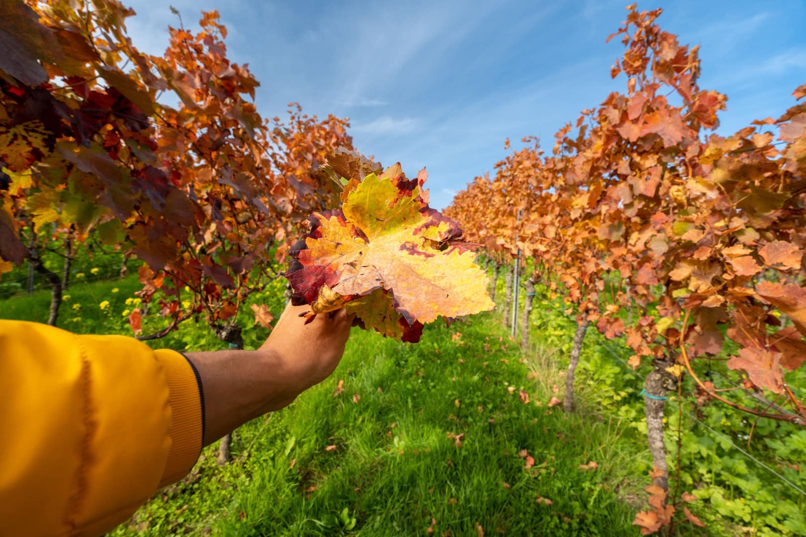 Sweater in the Morning, Sunglasses by Lunch: Fall in Placer County