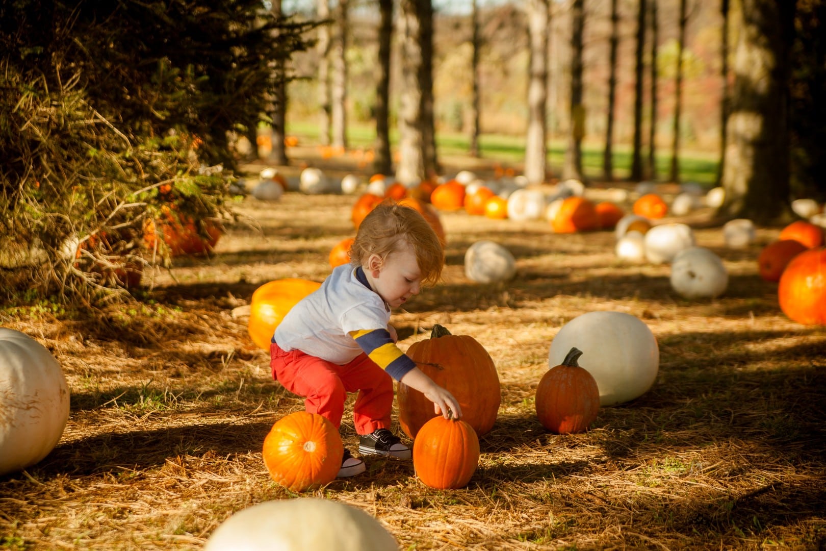 Pumpkins, Packed Lunches, and a Whole Bus: Fall Outings Near Sacramento